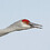 ExultantCrane